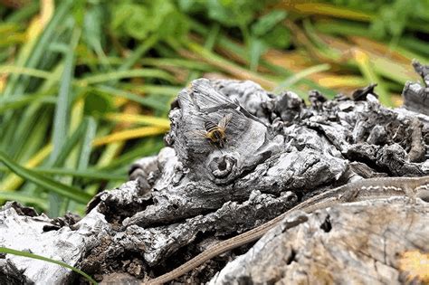 もしかしてカナヘビの番 ・ アシブトハナアブ なんでもかんでも手帳・Ⅱ