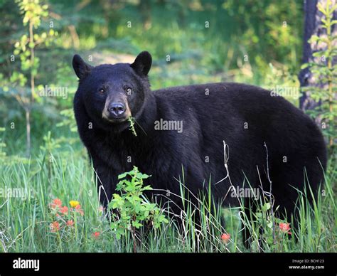 Canada Alberta Banff National Park Black Bear Ursus Americanus Stock