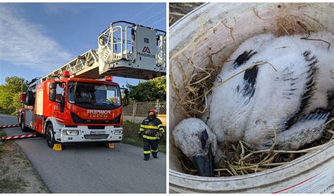 Pompierii au salvat un pui de barză căzut de pe un stâlp de