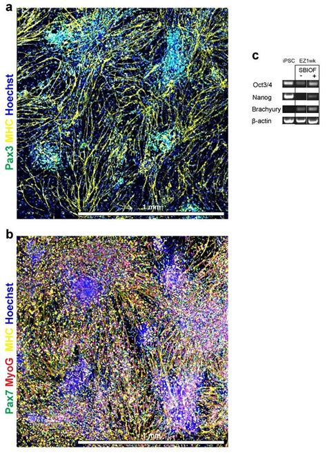 Tile Scan Imaging Of Immunocytochemistry Against Myogenic Proteins