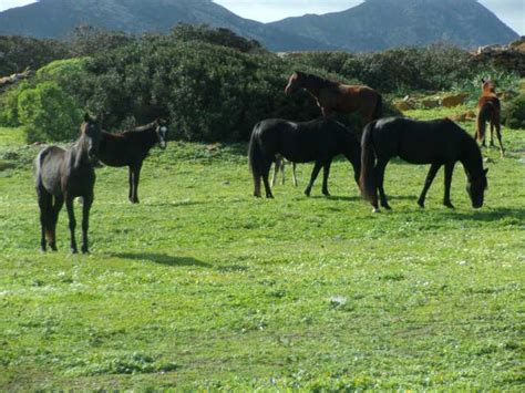 Asinara Op De Fiets Tour In Bici Alla Scoperta Del Parco Getyourguide