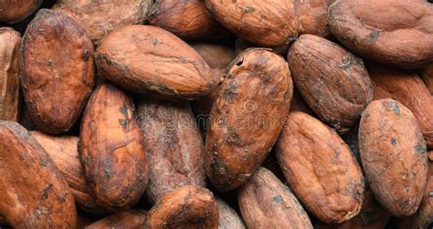 Cocoa Beans In Wooden Bowl Isolated On White Top View Stock Photo