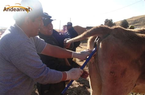 Experiencias En Manejo Reproductivo Bovino En El Altiplano Peruano