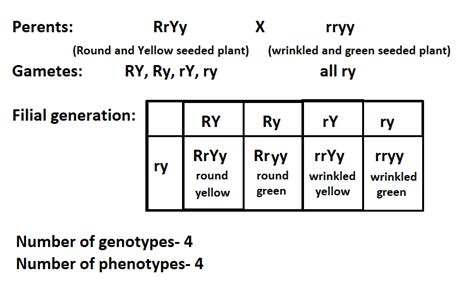 What Is The Total Number Of Genotypes And Phenotypes In A Dihybrid Test