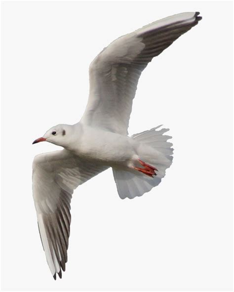 Flying Seagull Png Transparent Png Transparent Png Image PNGitem