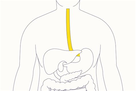 esophagus location function   diseases
