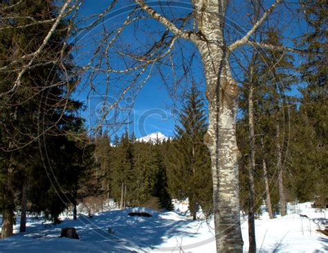 Image Of Winter Scenery At The Lake Cauma Near Flims In Switzerland