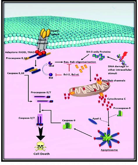 Apoptosis signaling pathways. Abbreviations: TRADD, TNF... | Download ...