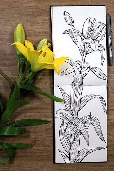 Learn How to Draw the Lily Flower, Petals, and Leaves