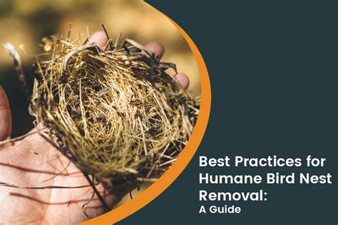 Best Practices for Humane Bird Nest Removal: A Guide