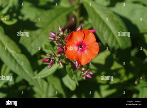 Fire Dragon Sun Rose Helianthemum Also Known As Rock Rose Rush