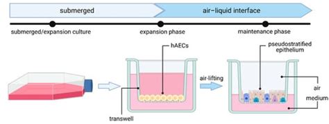 In Vitro Lung Models Encyclopedia Mdpi