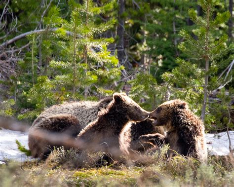 Bears of Grand Teton National Park-Part 2 - Tales from the Backroad