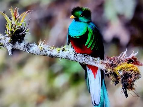 Flying Quetzal Resplendent Bird Flying Stock Photo - Download Image Now ...