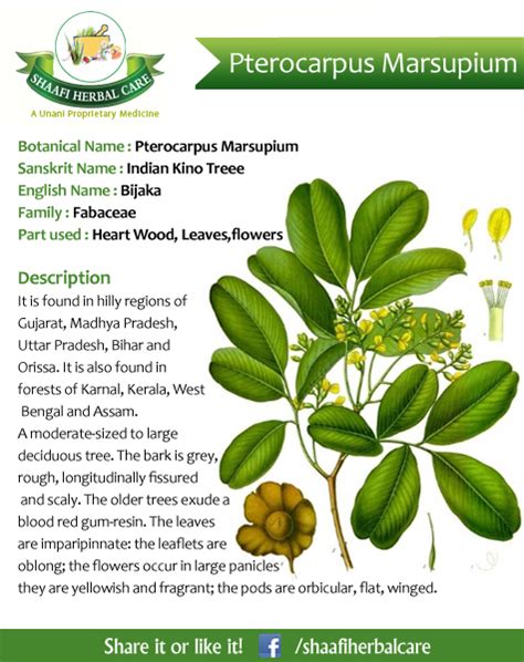 Benefits Of Pterocarpus Marsupium Indian Kino Treee Bijaka