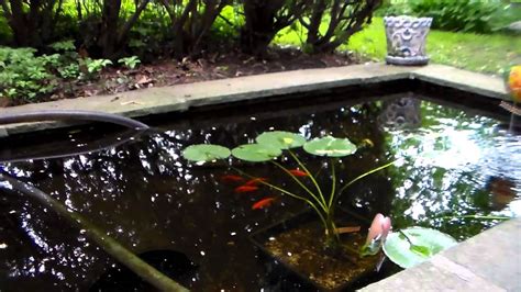 Fantail Goldfish Feeding In Pond Youtube