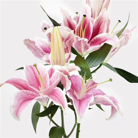 Lilies Single Variety - Flower Addict Singapore