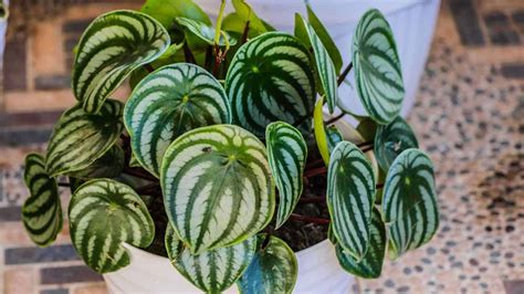 Peperomia Plants: Complete Plant Care and Growing Guide