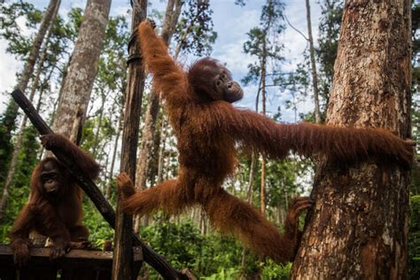 Indonesia’s Orangutans Suffer as Fires Rage and Businesses Grow - The ...