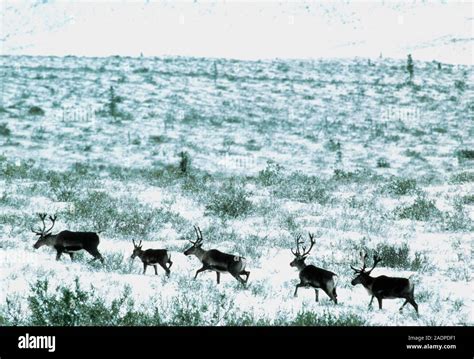 Reindeer herd. Small herd of reindeer (Rangifer tarandus) migrating ...