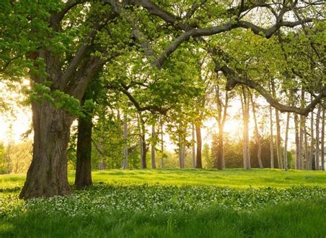 Amazon.com : Leowefowa 7X5FT Spring Backdrop Rural Forest Trees ...