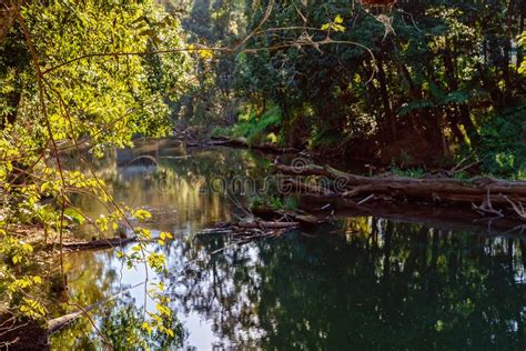 Bright Sunlight Through The Trees Above A Still Water Rainforest River