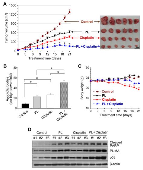 Piperlongumine And Cisplatin Synergistically Inhibit In Vivo Tumor