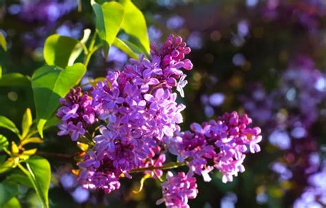 Wallpaper Light Flowers Branch Spring Flowering Lilac