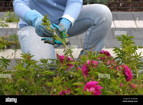 Woman Pruning Flower Shrub Hi Res Stock Photography And Images Alamy