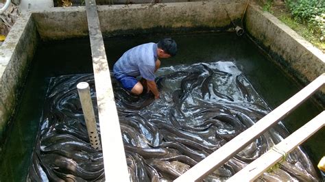 Ikan Lele Mati Mendadak Alexandra Sutherland