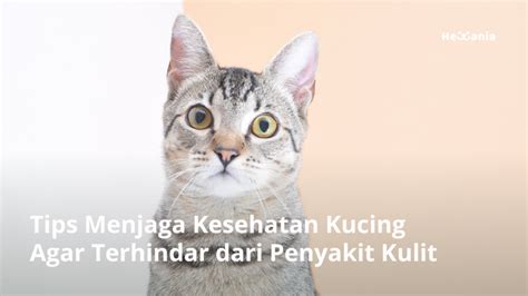 Bagaimana Cara Merawat Kucing Agar Terhindar Dari Penyakit Kulit Hewania