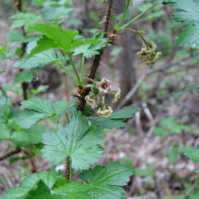 Bristly Black Currant Awes Agroforestry And Woodlot Extension