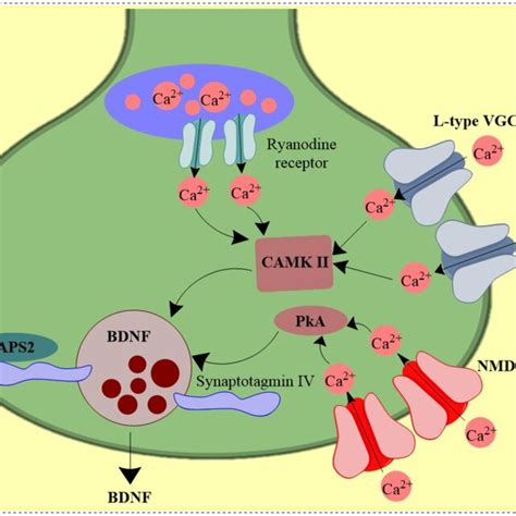 Schematic Illustration Of Activity Dependent Brain Derived Neurotrophic