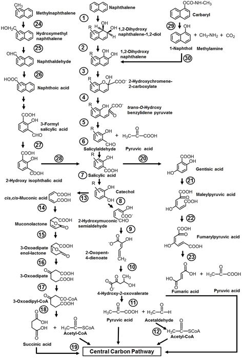 Frontiers Microbial Degradation Of Naphthalene And Substituted