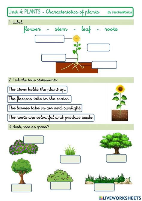 Science Fair Science And Nature Plant Activities Parts Of A Plant