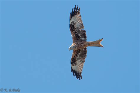 Red Kite Milvus Milvus Rotmilan Berlebeck Adlerwarte Flickr