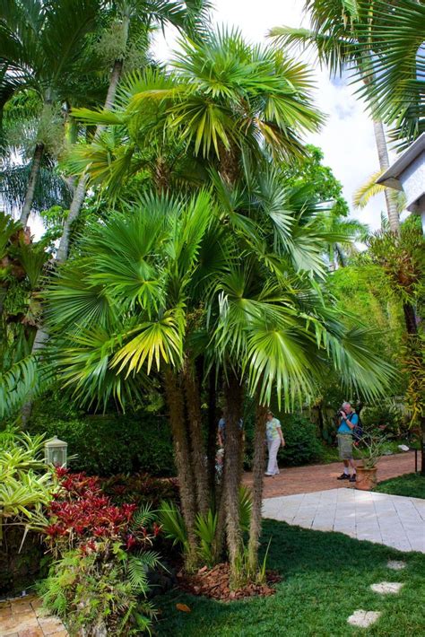 Pin by Plantas, jardinería y decoraci on Palmeras | Tropical ...