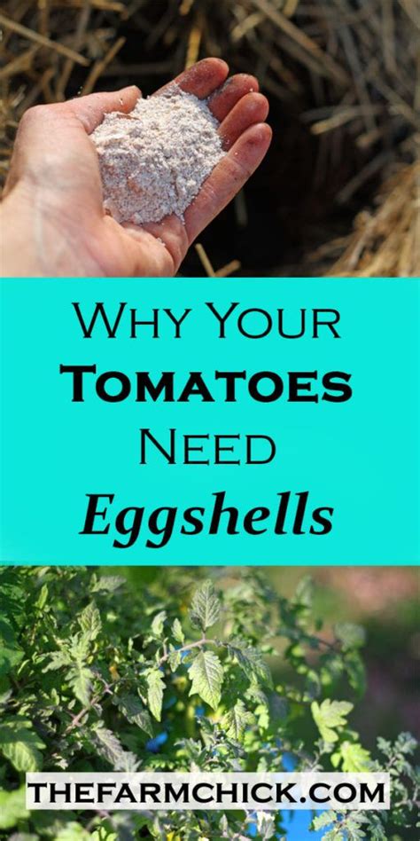 Are Eggshells And Coffee Grounds Good For Tomato Plants Fredda Keen