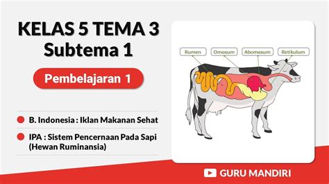 Kelas 5 Tema 3 Subtema 1 Pembelajaran 1 Sistem Pencernaan Hewan