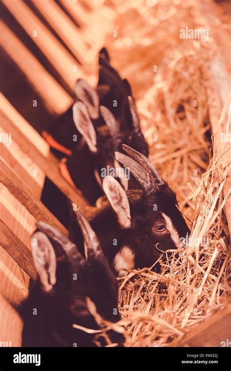 Goats In The Stable On The Farm Gironde France Stock Photo Alamy