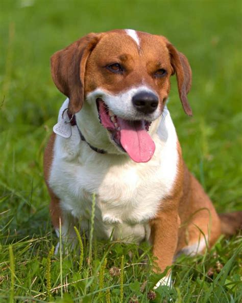 Beagle Mixes 59 Cute Floppy Eared Crossbreeds Youll Love