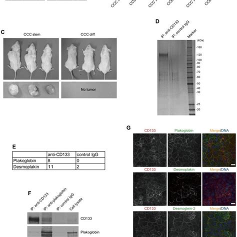 Cd133 Controls Cell Cell Adhesion And Is Required For Tumorigenicity Of