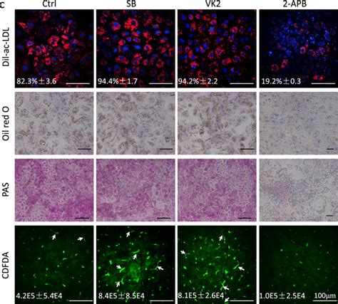 Author Correction Connexin Mediated Cell Cell Communication Is