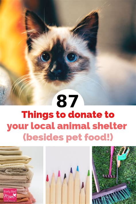 87 Things To Donate To Your Local Animal Shelter Besides Pet Food