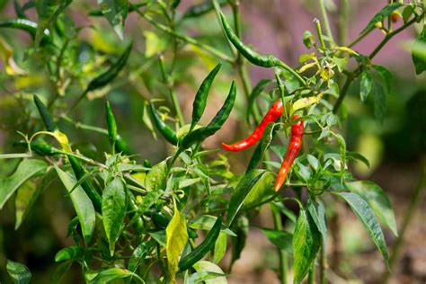 Come Coltivare Il Peperoncino In Vaso Tutti I Trucchi E Segreti Per