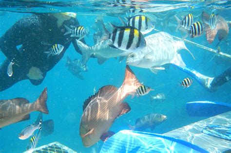 How to Prepare Yourself to Dive in the Great Barrier Reef | Macrodyl