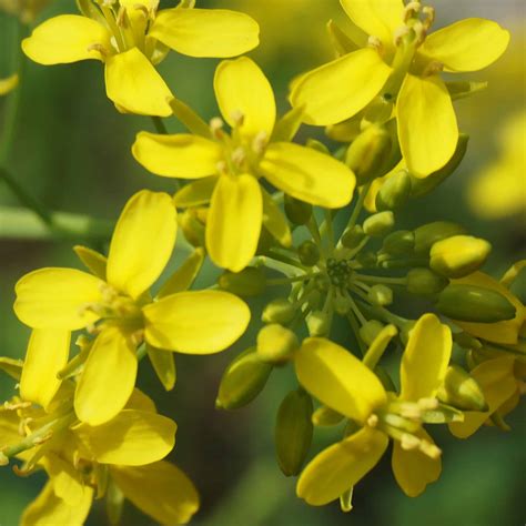 The Lords Possibilities Planting Mustard Garden In Delight