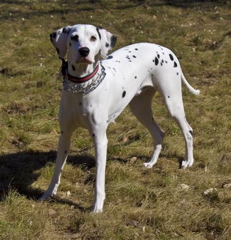 Female Dalmatian Dog — Stock Photo © Alexf 64 12216193