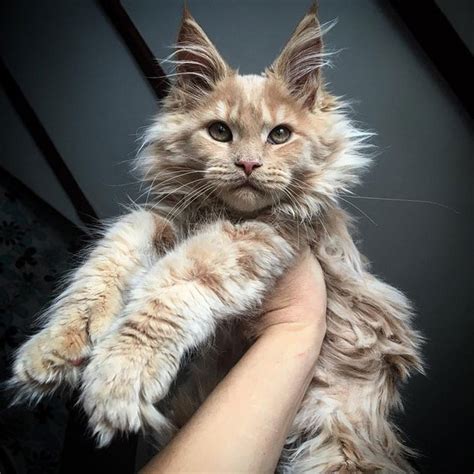 70 Cute Maine Coons Kittens That Are Absolutely Adorable