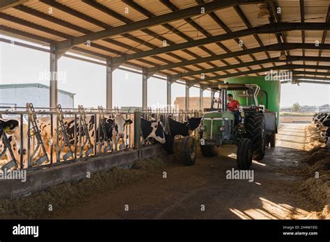 Special Truck Pouring Piles Of Feed For Dairy Cows In A Cowshed At A